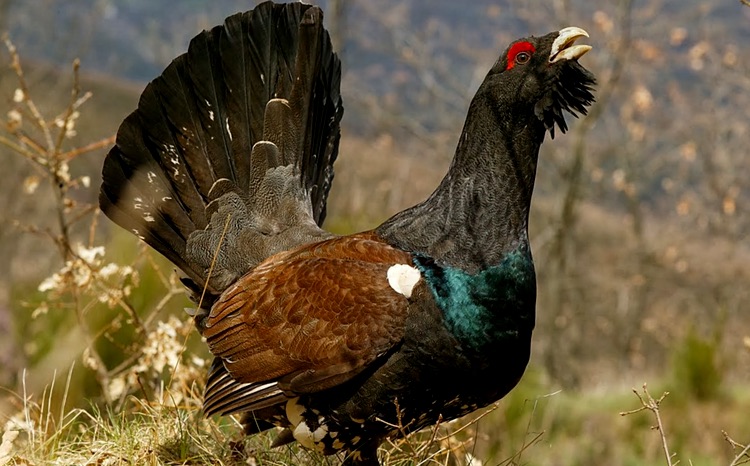 urogallo-libertad