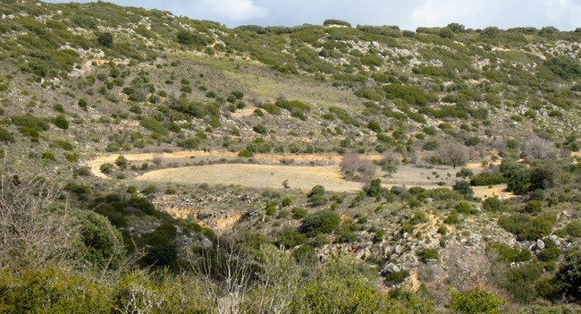 vegetacion-mediterranea-continental