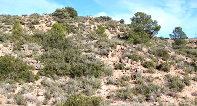 vegetacion-mediterranea