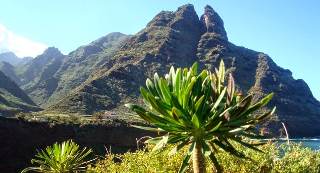 vegetacion-subtropical