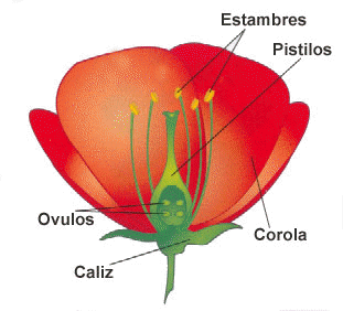partes-flor