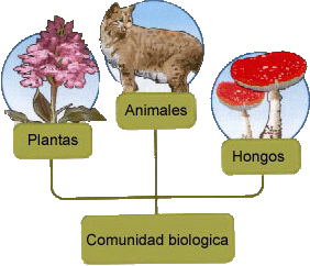 comunidad biológica