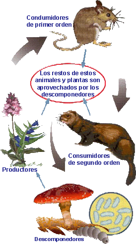 cadena alimenticia