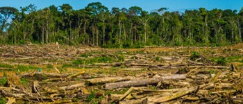 deforestacion