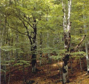 equilibrio ecologico