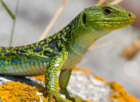lagarto-ocelado
