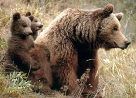 oso