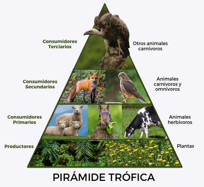 piramide-trofica