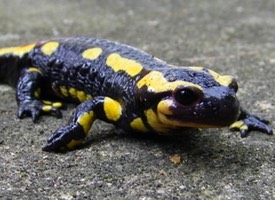 salamandra