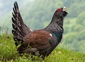 urogallo