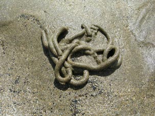 cord�n de arena de Arenicola