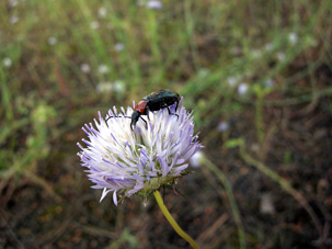 escarabajo flor�cola