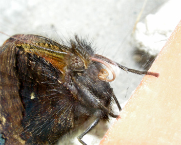 mariposa y espiritrompa