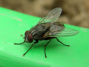 mosca