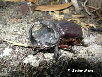 escarabajo rinoceronte