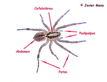 anatom&iacute;a ara&ntilde;a