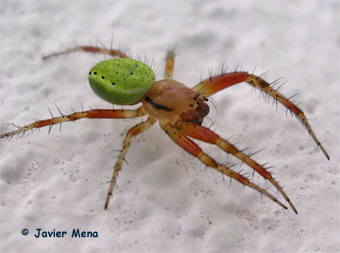 ara&ntilde;a