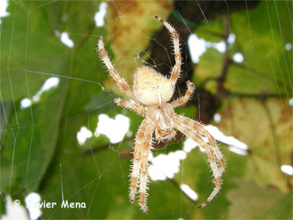 ara&ntilde;a