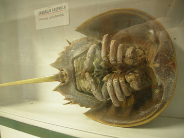 cangrejo cacerola
