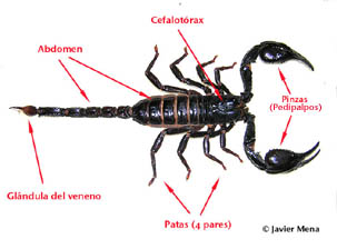 anatom&iacute;a escorpi&oacute;n