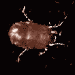 gif animado garrapata