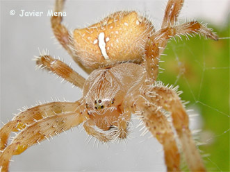 ocelos ara&ntilde;a