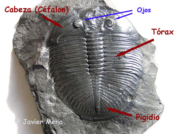 anatom&iacute;a trilobite