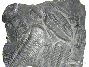 r&eacute;plicas de trilobites