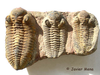 trilobites