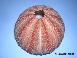 caparaz&oacute;n erizo