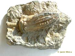 crinoideo f&oacute;sil
