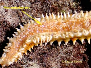 pies ambulacrales en estrella de mar