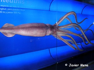 calamar gigante