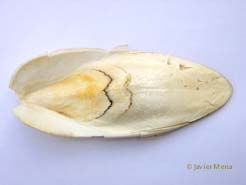 jibia sepia