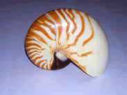 gif animado Nautilus