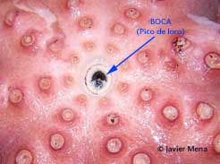 boca pulpo