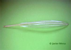pluma calamar