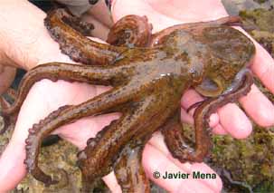 pulpo