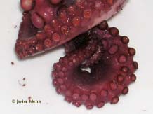 tent&aacute;culos y ventosas pulpo