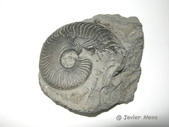 r&eacute;plica de f&oacute;sil de Ammonite