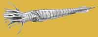 Belemnite