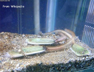 Braqui&oacute;podo actual