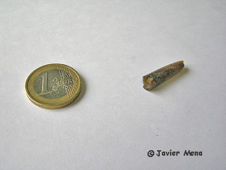 rostro de un belemnite