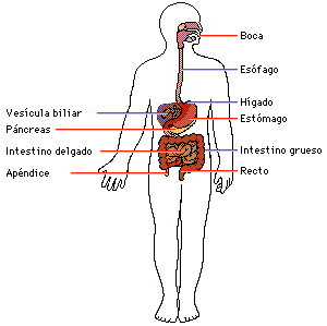 Esquema del Sistema Digestivo - Excretor