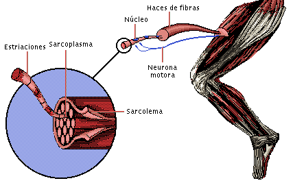 Fibras musculares
