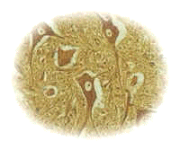 Neuronas