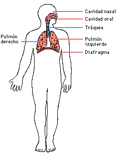 Sistema Respiratorio