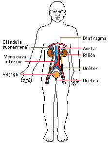 Esquema del Aparato Urinario