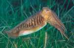 Calamar, molusco cefalpodo