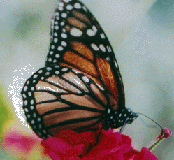 Mariposa. Orden Lepidoptera
